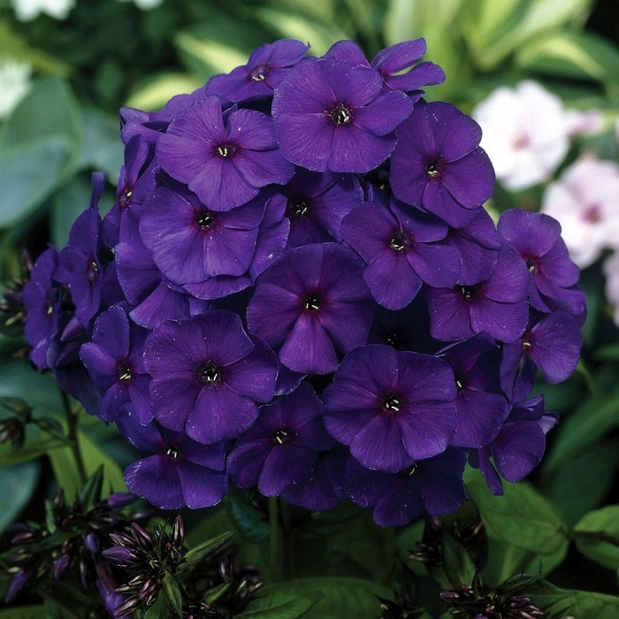 Garden Phlox - Phlox paniculata 'Nicky' from EC Browns Nursery