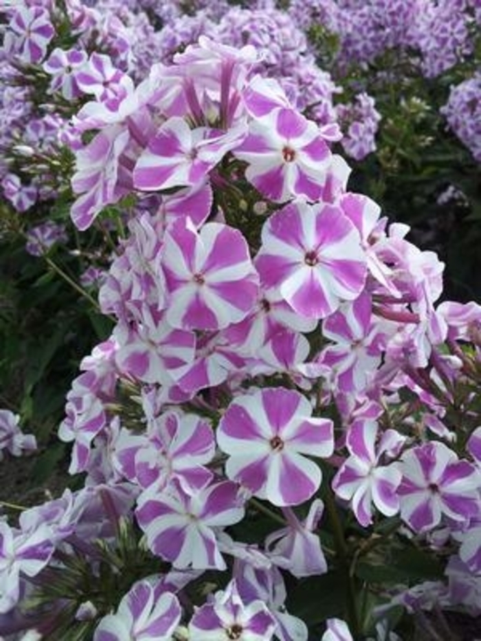 Candy Twist Garden Phlox - Phlox paniculata 'Candy Twist' from EC Browns Nursery
