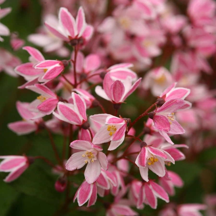 Yuki Cherry Blossom&reg; Deutzia - Deutzia 'NCDX2' PPAF, Can 5079 (Deutzia) from EC Browns Nursery