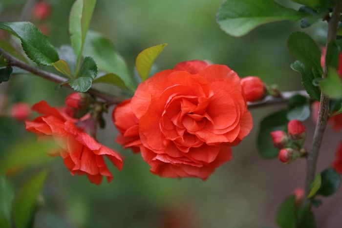 Double Take Orange&trade; - Chaenomeles Flowering Quince from EC Browns Nursery