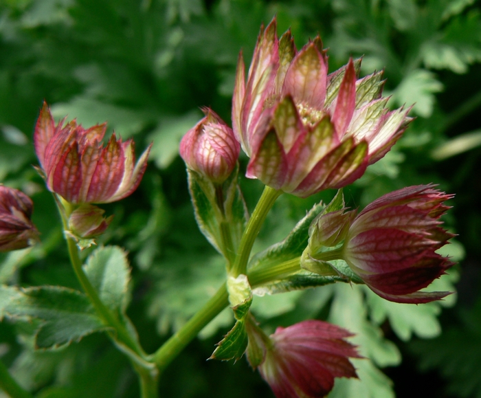 Red Masterwort - Astrantia major 'Moulin Rouge' from EC Browns Nursery