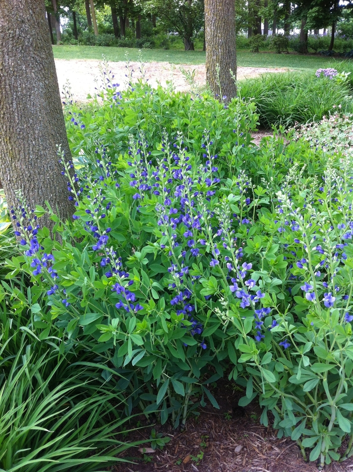Blue False Indigo - Baptisia australis from EC Browns Nursery
