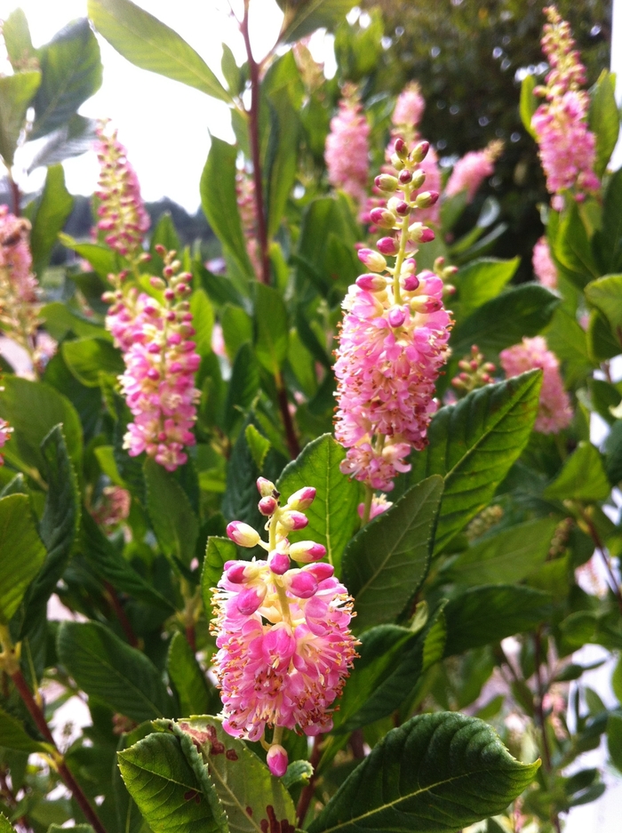 Summersweet - Clethra alnifolia 'Ruby Spice' from EC Browns Nursery