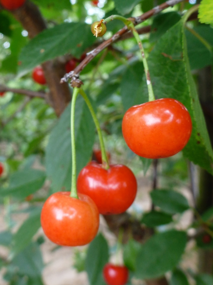 Montmorency Cherry - Cherry 'Montmorency' from EC Browns Nursery