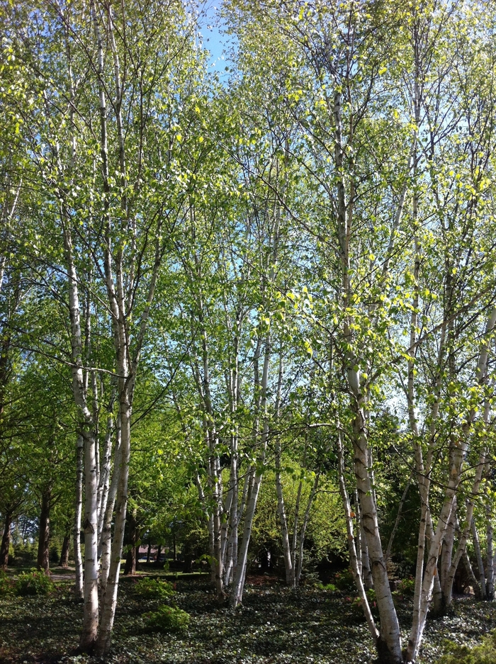 Paper Birch - Betula papyrifera from EC Browns Nursery