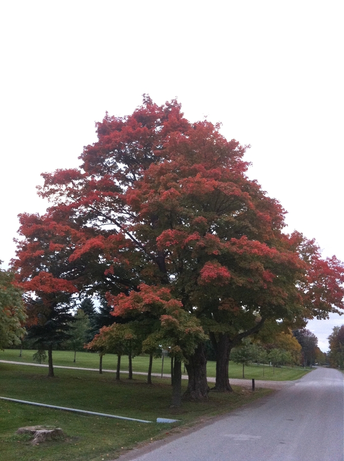 Silver Maple - Acer saccharinum from EC Browns Nursery