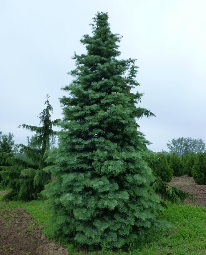 White Fir - Abies concolor from EC Browns Nursery