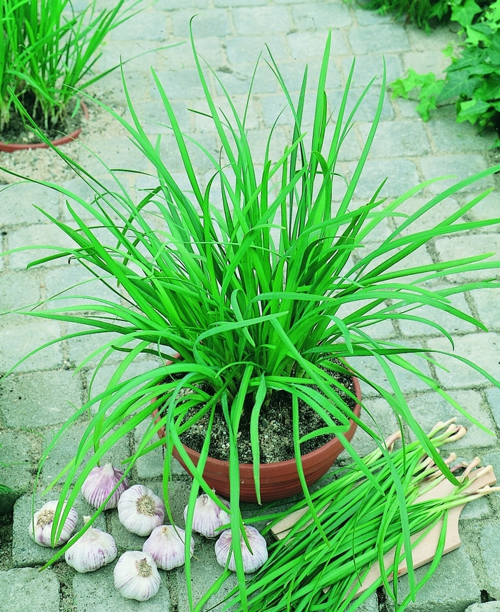 Garlic Chives - Allium tuberosum 'Chives Geisha' from EC Browns Nursery