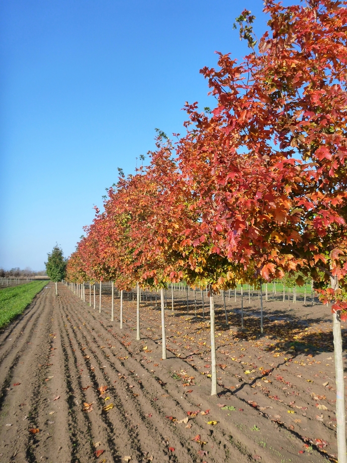 Fall Fiesta&reg; Sugar Maple - Acer saccharum 'Bailsta' from EC Browns Nursery