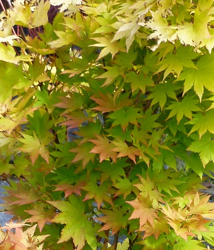 Golden Japanese Maple - Acer palmatum 'Orange Dream' from EC Browns Nursery