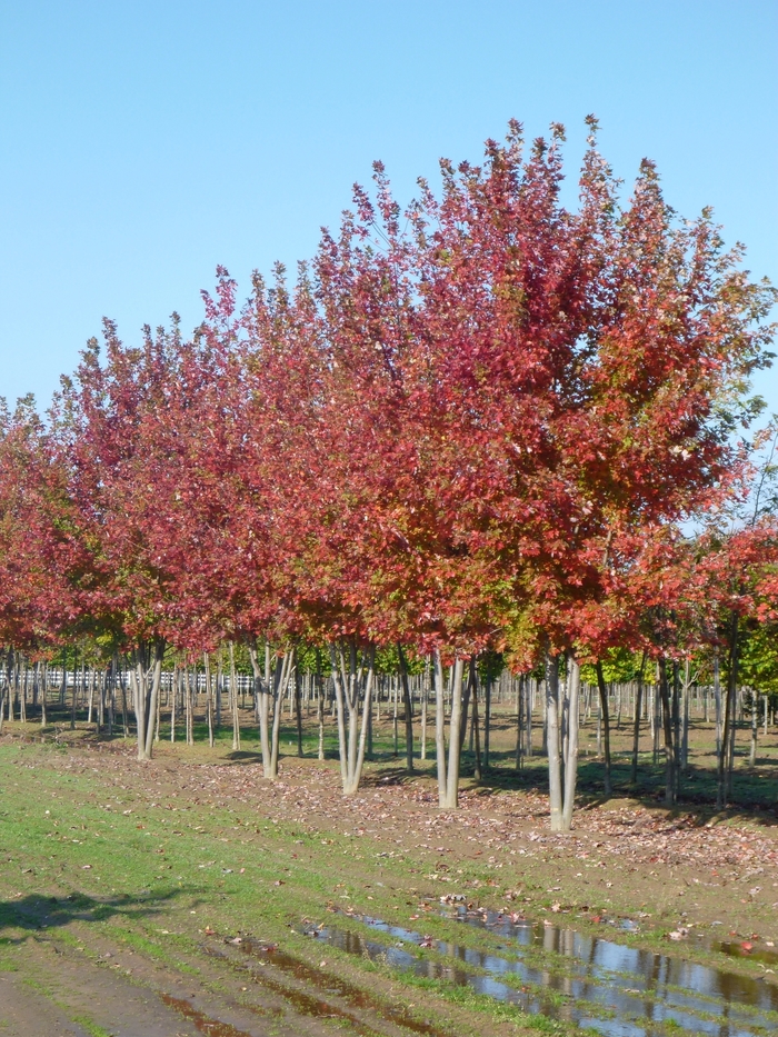 Autumn Blaze&reg; Red Maple Tree - Acer freemanii 'Autumn Blaze&reg;' from EC Browns Nursery