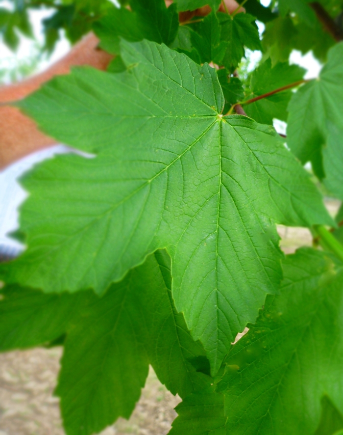 Sycamore Maple - Acer pseudoplatanus from EC Browns Nursery