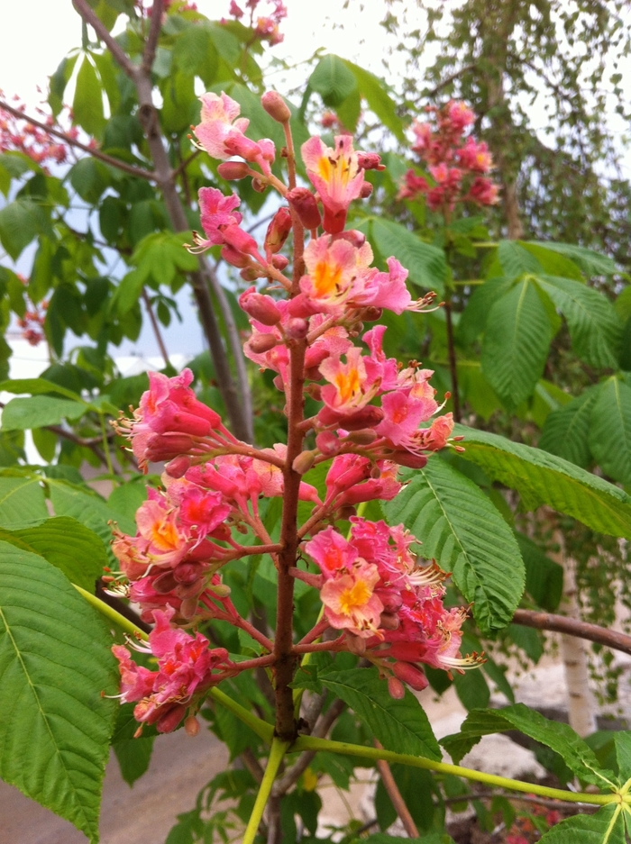 Fort McNair Horsechestnut - Aesculus x carnea 'Fort McNair' from EC Browns Nursery