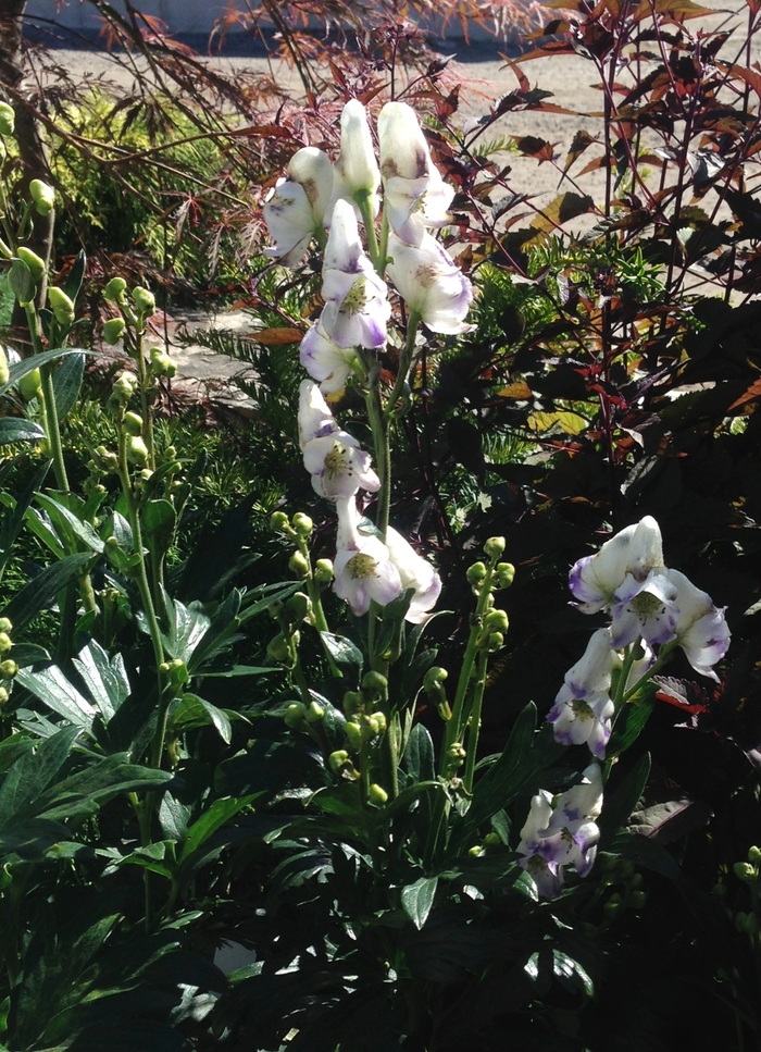 Monkshood - Aconitum cammarum 'Eleanora' from EC Browns Nursery