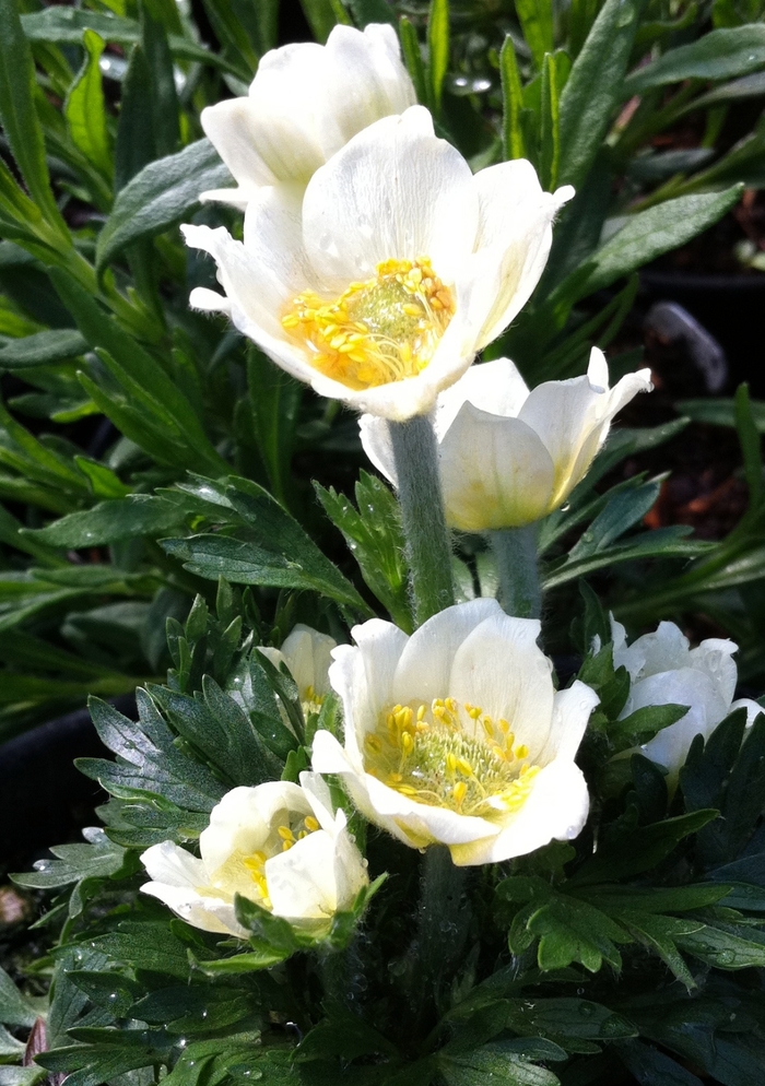 'Major' Cutleaf Anemone - Anemone multifida from EC Browns Nursery