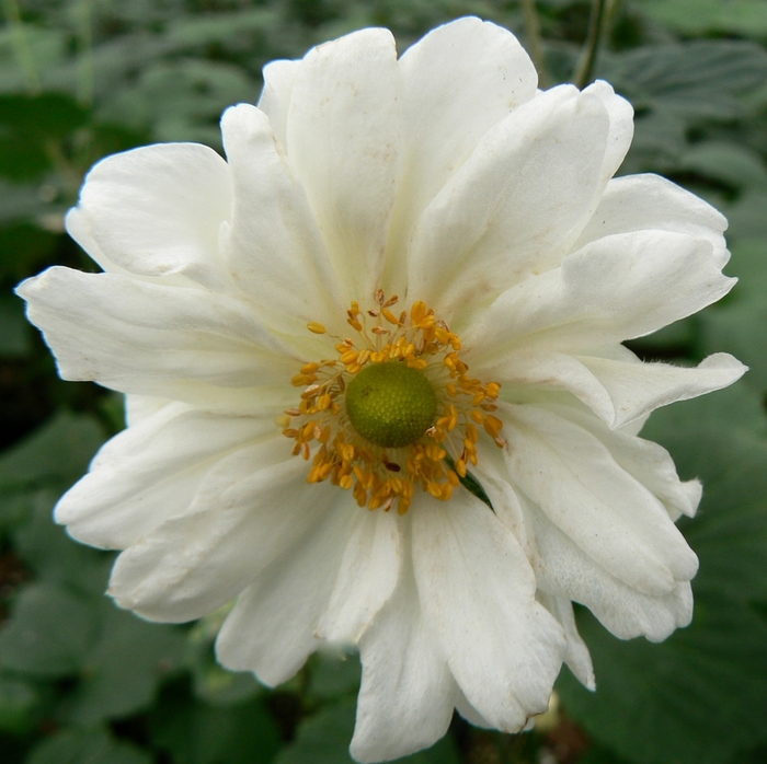 Japanese Anemone - Anemone 'Whirlwind' from EC Browns Nursery