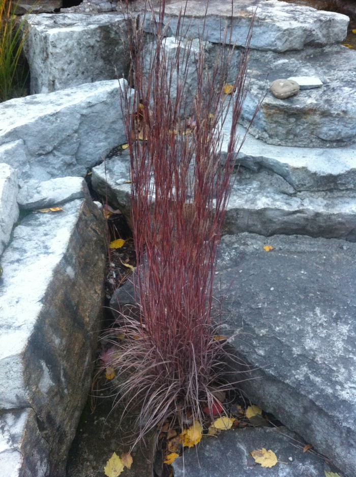 Little Bluestem - Schizachyrium scoparium from EC Browns Nursery