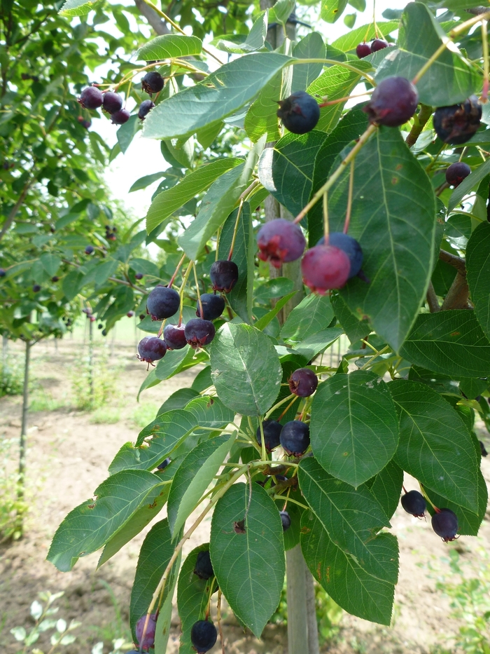Serviceberry - Amelanchier canadensis from EC Browns Nursery
