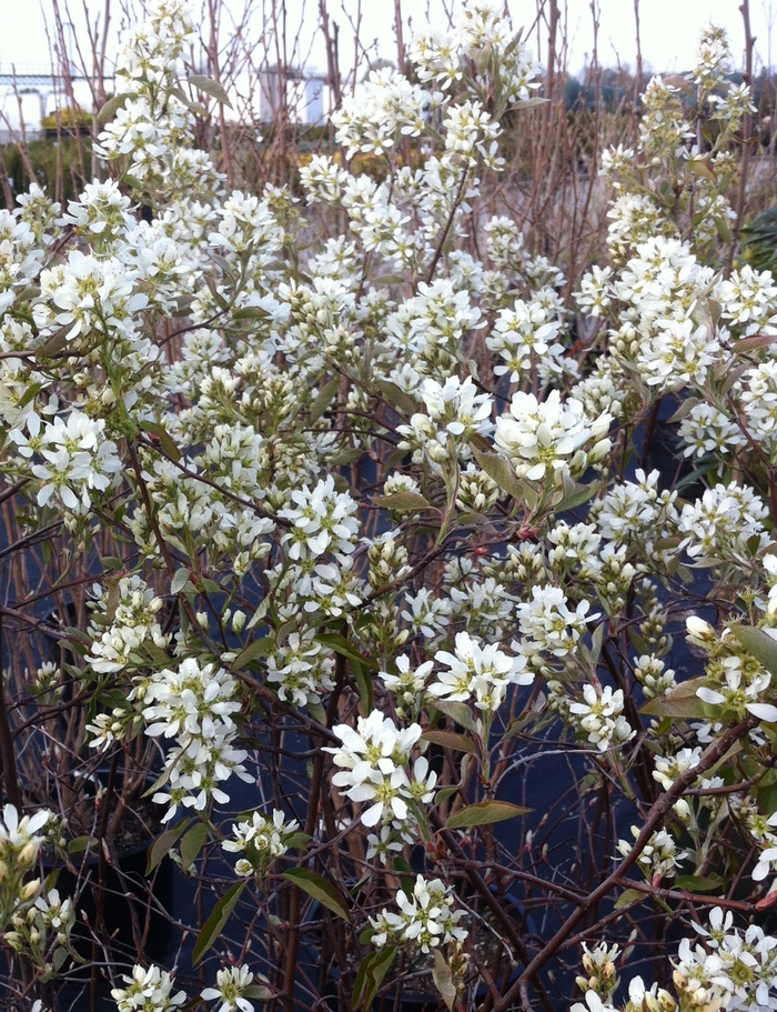 Saskatoon Berry - Amelanchier alnifolia from EC Browns Nursery