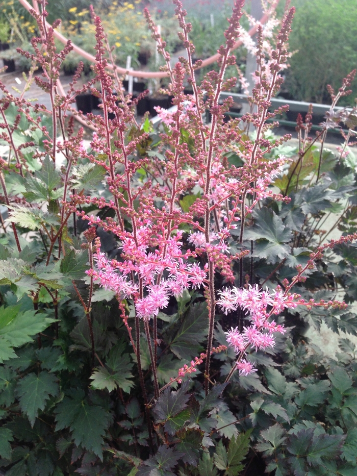 False Spirea - Astilbe 'Delft Lace' from EC Browns Nursery