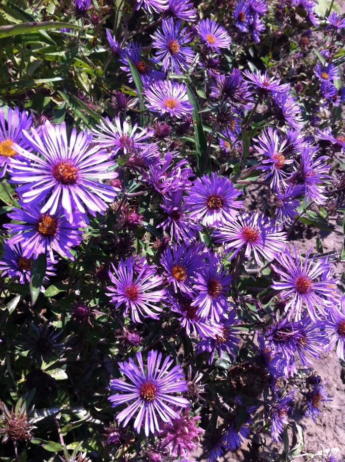 New England Aster - Aster novae-angliae from EC Browns Nursery