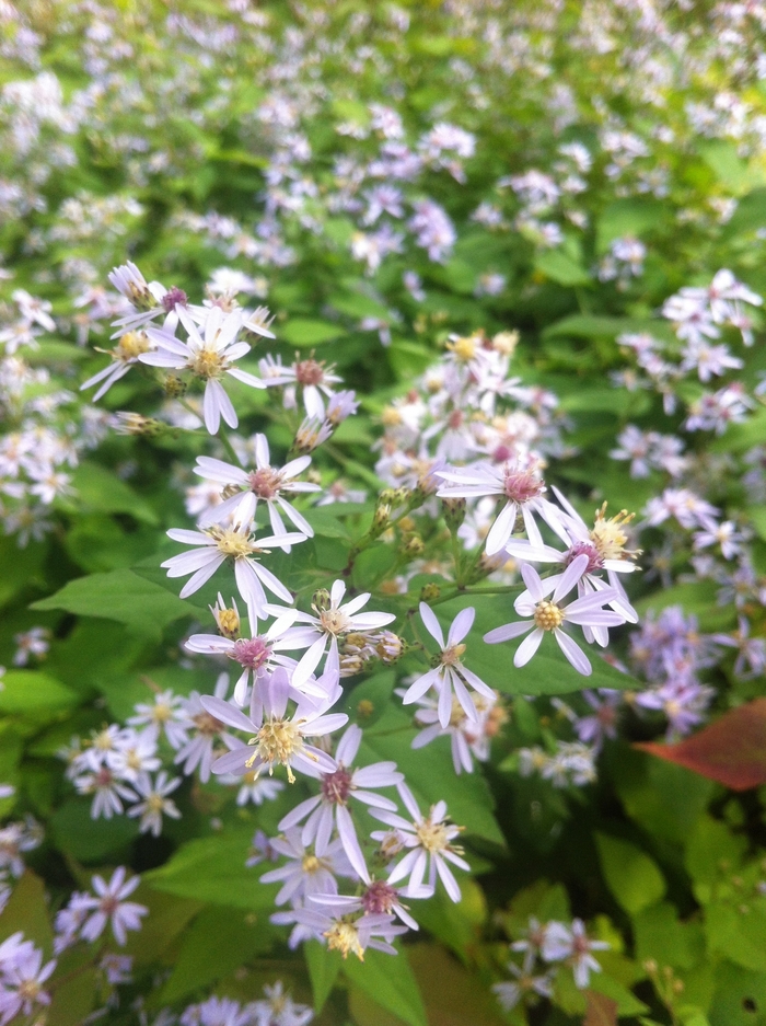 Blue Wood Aster - Aster cordifolius from EC Browns Nursery