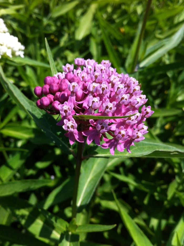 Swamp Milkweed - Asclepias incarnata from EC Browns Nursery