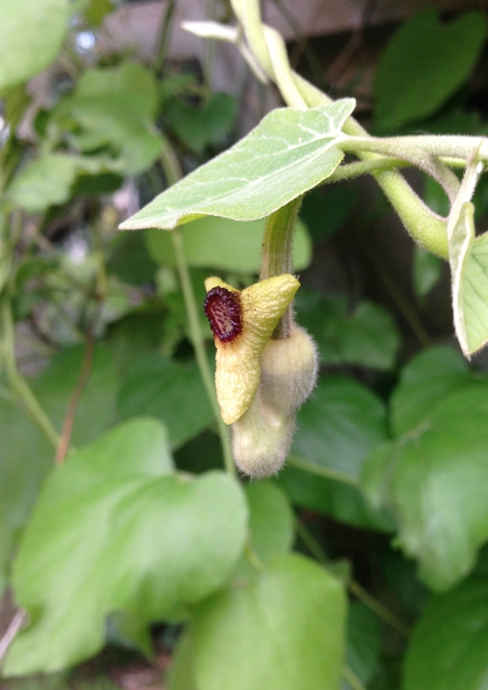 Dutchman's Pipe - Aristolochia durior from EC Browns Nursery