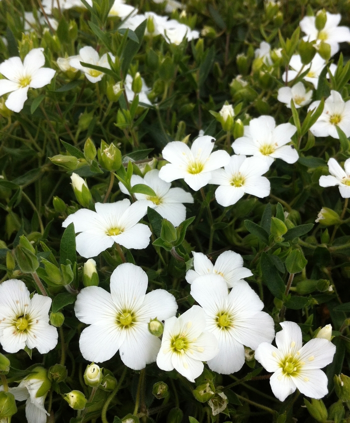 Mountain Sandwort - Arenaria montana from EC Browns Nursery