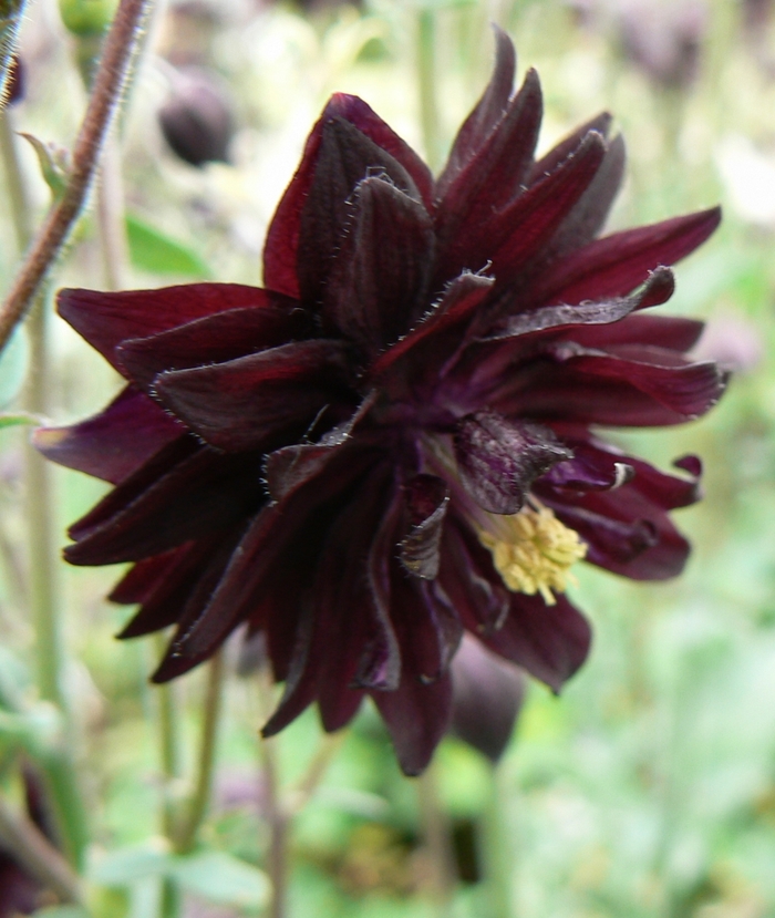 'Black Barlow' Columbine - Aquilegia vulgaris from EC Browns Nursery