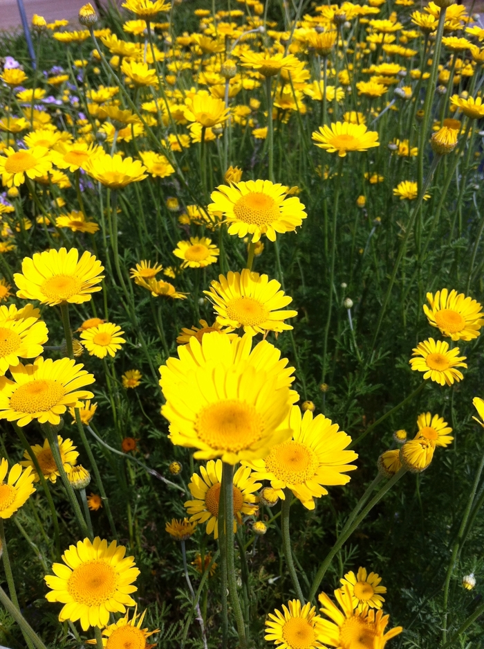 Golden Marguerite - Anthemis tinctoria 'Kelwayi' from EC Browns Nursery