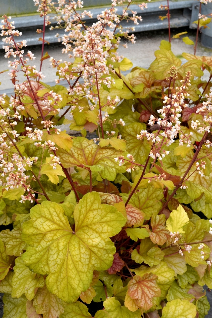  'Champagne' Coral Bells - Heuchera from EC Browns Nursery