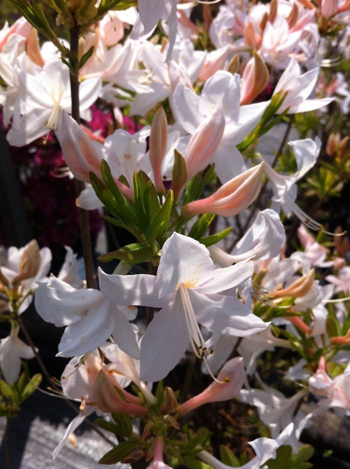 White Lights Deciduous Azalea - Azalea 'White Lights' from EC Browns Nursery