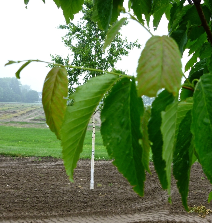 Yellow Birch - Betula alleghaniensis from EC Browns Nursery