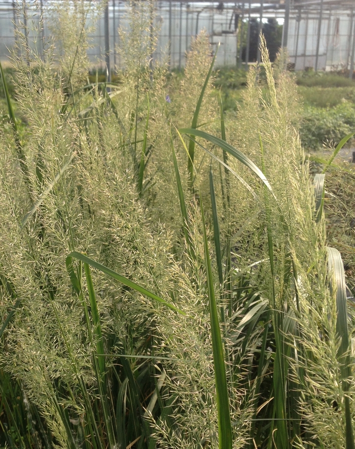 Korean Feather Reed Grass - Calamagrostis brachytricha from EC Browns Nursery