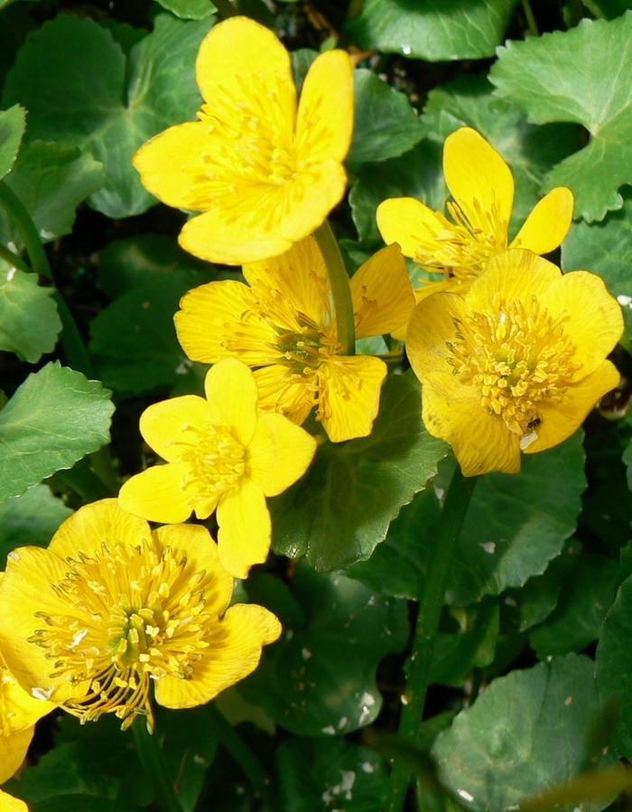 Marsh Marigold - Caltha palustris (Marsh Marigold) from EC Browns Nursery