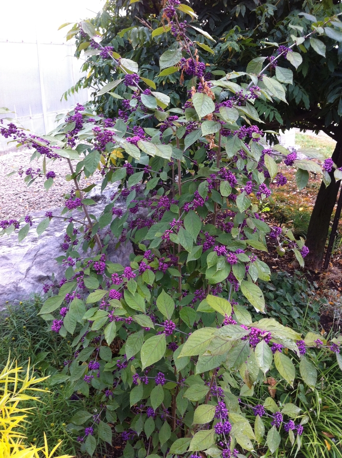 'Early Amethyst' Beautyberry - Callicarpa dichotoma from EC Browns Nursery