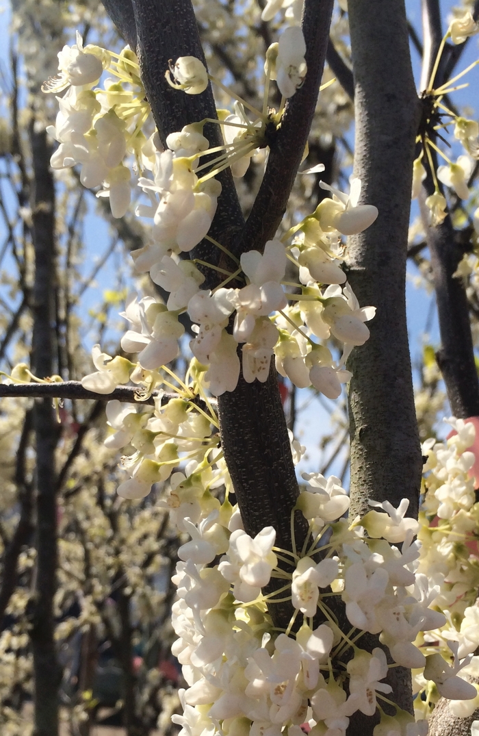 'Royal White' Redbud - Cercis canadensis from EC Browns Nursery