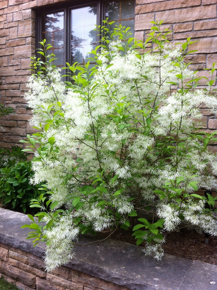 Fringetree - Chionanthus virginicus from EC Browns Nursery