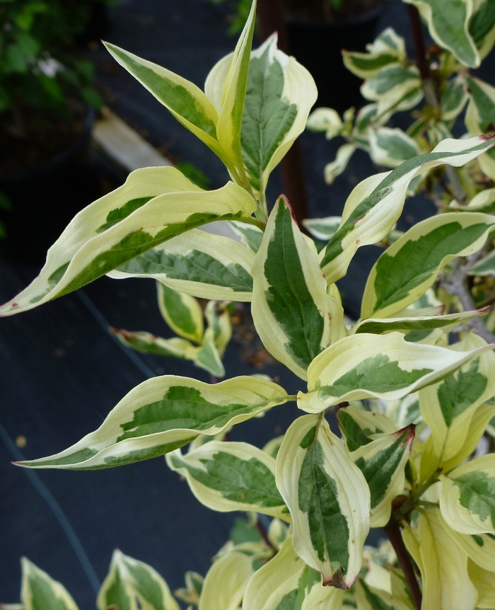 Variegated Cornelian Cherry - Cornus mas 'Variegata' from EC Browns Nursery