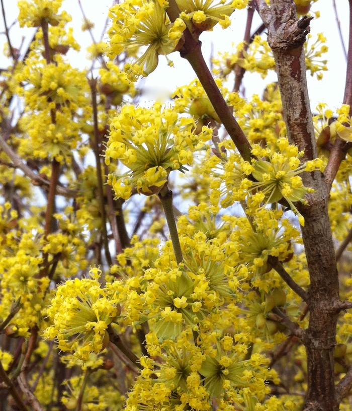 Corneliancherry Dogwood - Cornus mas from EC Browns Nursery