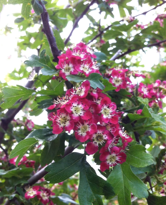 Crimson Cloud Hawthorn - Crataegus laevigata 'Crimson Cloud' from EC Browns Nursery
