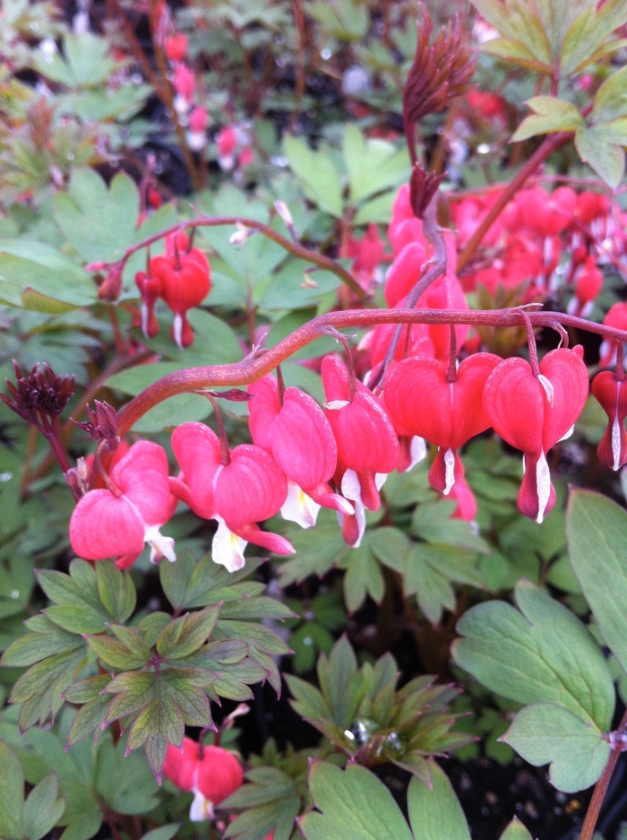 Valentine&reg; Bleeding Heart - Dicentra spectabilis 'Valentine' from EC Browns Nursery