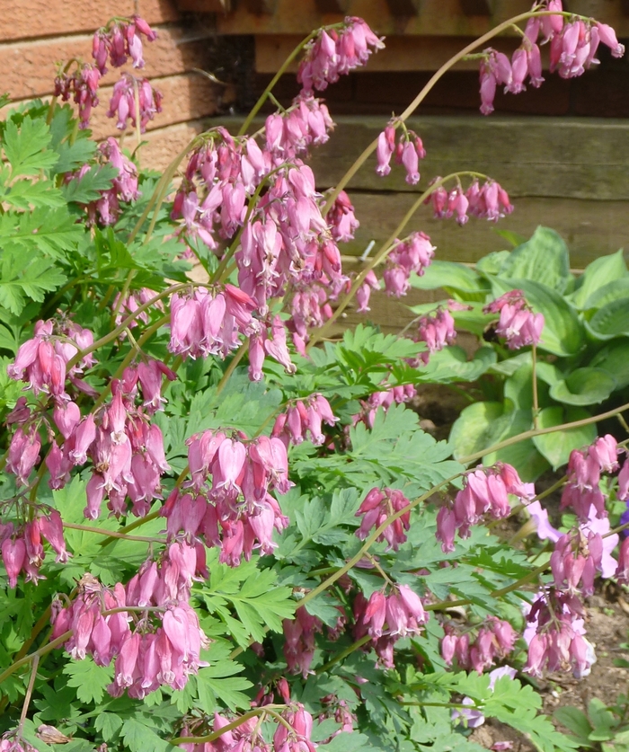 Fern-Leaf Bleeding Heart - Dicentra formosa 'Luxuriant' from EC Browns Nursery