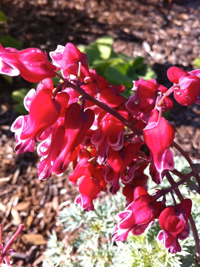 Fern-Leaf Bleeding Heart - Dicentra 'Burning Hearts' from EC Browns Nursery