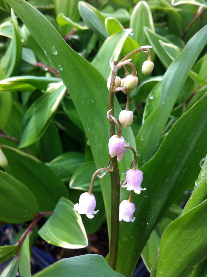 Pink Lily-of-the-Valley - Convallaria majalis var. rosea from EC Browns Nursery