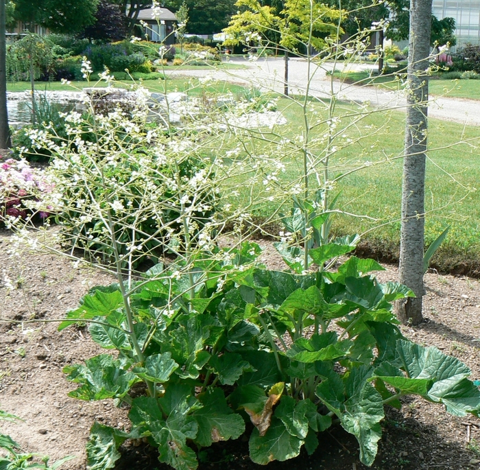 Heartleaf Sea Kale - Crambe cordifolia from EC Browns Nursery