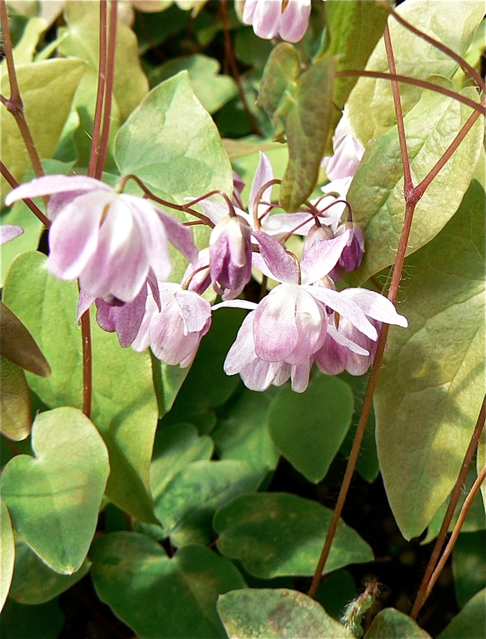 Barrenwort - Epimedium youngianum 'Roseum' from EC Browns Nursery