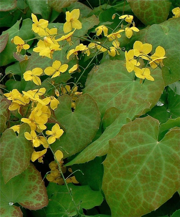Frohnleiten Bishops hat - Epimedium perralchicum 'Frohnleiten' from EC Browns Nursery