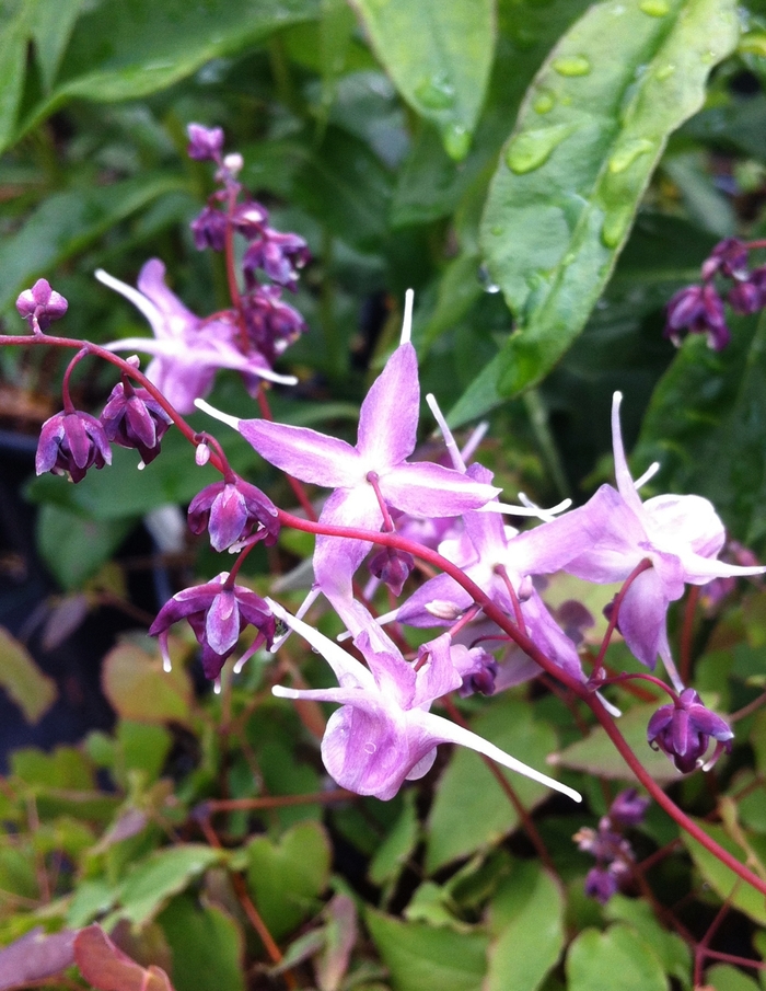 Barrenwort - Epimedium grandiflorum 'Lilafee' from EC Browns Nursery